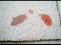 Carpet Protection from Clean Plan Carpet Protection from Clean Plan