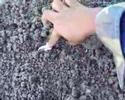 Fiddler Crabs