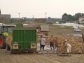 Raccolta aglio 2011 (garlic harvest 2011)