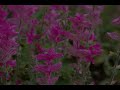 Août au jardin botanique-1- Août au jardin botanique-1-