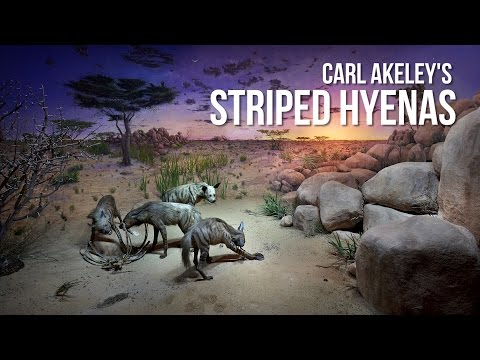 Carl Akeley's Striped Hyenas