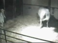 Emma Foaling