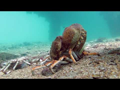 Spider Crab Molting Before Being Eaten by Stingray (muted)