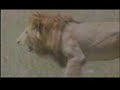 Best Mama -  Part3 Buffalo Calf Hyena Lion