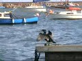 Brixham Outer Harbour - WNW Wind And Sea Brixham Outer Harbour - WNW Wind And Sea