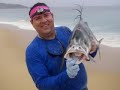 Rooster fish from the surf part 2 Rooster fish from the surf part 2