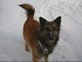 nanouk et l'hiver