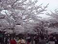 videos de 花見　Cherry Blossoms