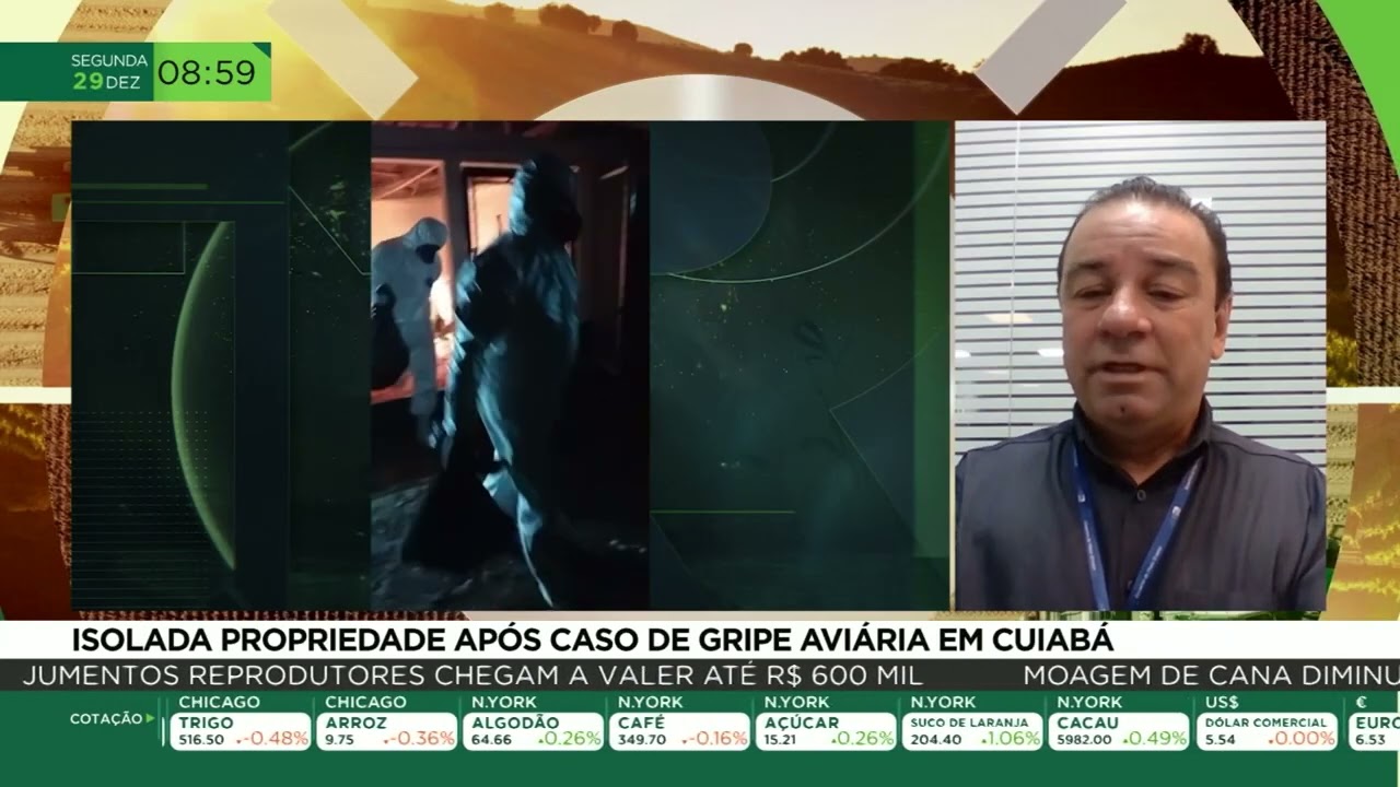 Isolada propriedade após caso de gripe aviária em Cuiabá