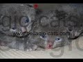 Chartreux Litter