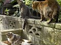 しっぽが太いツネオ君♪