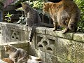 しっぽが太いツネオ君♪
