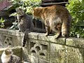 しっぽが太いツネオ君♪