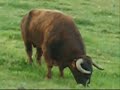 www.ganaderiaelparralejo.com Ganaderia de Toros Bravos www.ganaderiaelparralejo.com Ganaderia de Toros Bravos