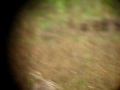 Upland Sandpiper - Bartramia longicauda