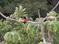 A cool red-backed bird and some Toucans in Costa Rica