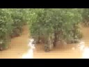 tropical storm arthur flood 8 miles @ it-vet