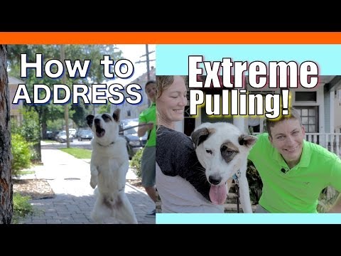 how to train your dog to walk without a leash