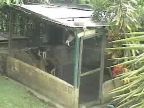 Houdini the Escape Artist