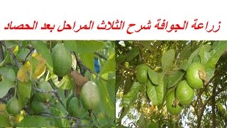 زراعة الجوافة شرح الثلاث المراحل بعد الحصاد للحصول على اعلى انتاج