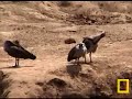 Hadeda Ibis