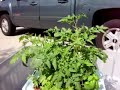 Wind-Powered Aeroponics vs. Dirt