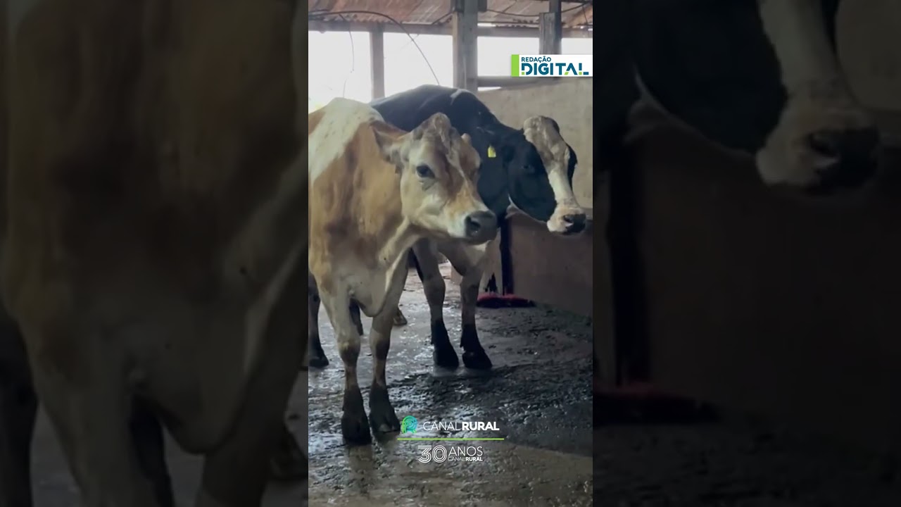 Vacas “mascando chiclete” viralizam em vídeo criativo na internet