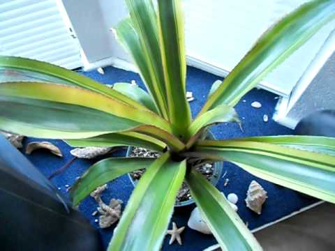 how to fertilize bromeliads