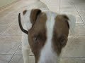 dog agilit!!!
