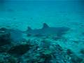 Tiburones aleta blanca en Gorgona