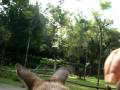 videos de Feeding Kangaroos