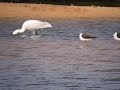 Spoonbill and Black-winged Stilt at Ghadira, Malta