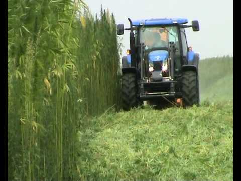 how to harvest hemp