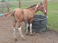 Me As A Foal, Yearling And Mare