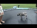 Cat On Trampoline 2!