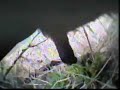Crow Tools, Crow Cam