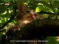 Poesjes Episode 7, Pestering. Subtitled! Poesjes Episode 7, Pestering. Subtitled!