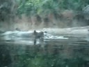hippo video 1