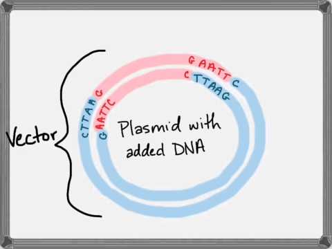 how to isolate restriction enzymes