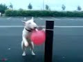 BULL TERRIER PATCH EATING BALLOONS FOR FUN BULL TERRIER PATCH EATING BALLOONS FOR FUN