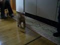 ????? swec780 DOG REO 2008/02/16