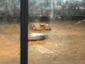 videos de Hexadecimator vs. CycloneBot - RG06