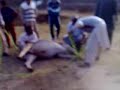 Qurbani Qurbani