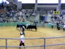 bull_fight1.mov