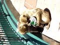 Barbary Apes Attack!!!