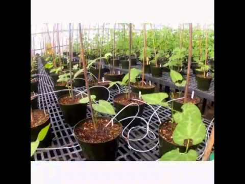 how to fertilize snap beans