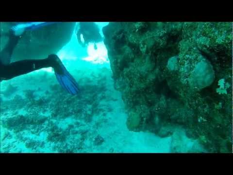 Egipt 2013 Marsa Alam Meduza Bydgoszcz