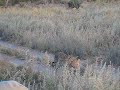 Leopard Stroll
