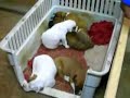 The Puppy Whisperer