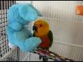 videos de baby jenday conure with new friend
